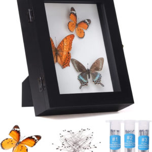 Insect Display Case Wall Mount Bug Display Case Collection Box New...