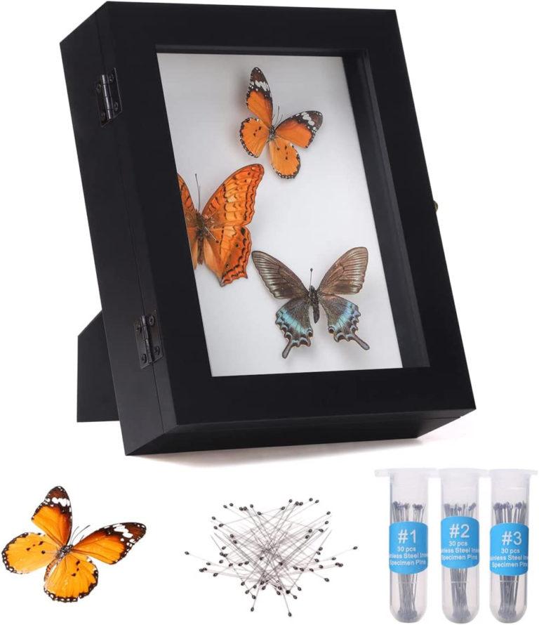 Insect Display Case Wall Mount Bug Display Case Collection Box New ...